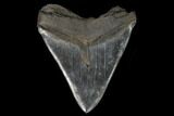Serrated, Fossil Megalodon Tooth - Huge Tooth #127743-2